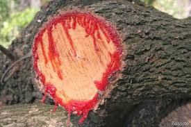 Oleorresina Sangue de Dragão 10ml
